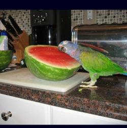 mypocketshurt90:  supremecatoverlord:  walk2222:  narret:  Animals with Watermelons  the fucking parrot  I luv u waturmelon  An important documentary. 