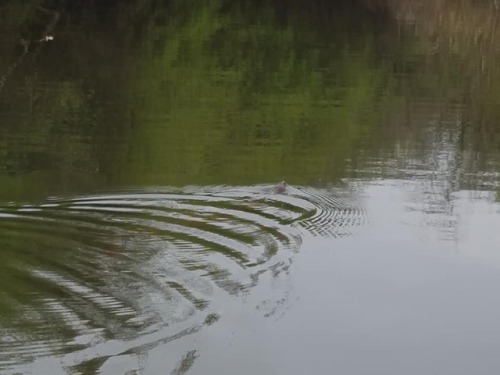 A couple N. rhombifer spotted out kayaking this morning.