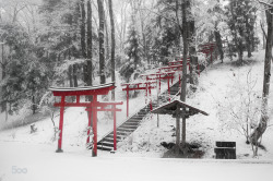 beautifuldreamtrips:  Torii by huasheng ▶️▶️