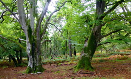 New Forest NP, Hampshire, England by east med wanderer 