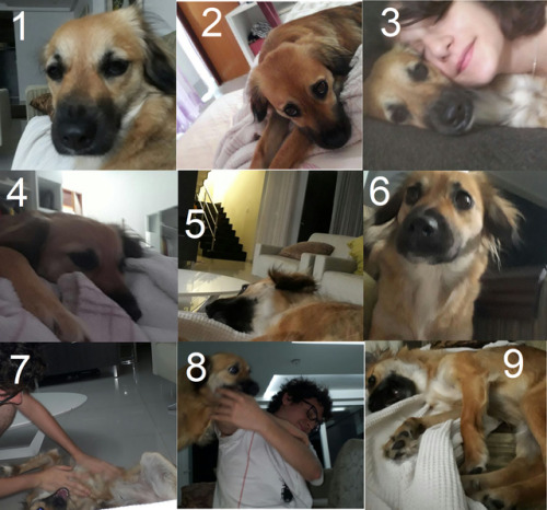 My friend keeps posting photos of her dog Mei, so I decided to make the Meinneagram chart