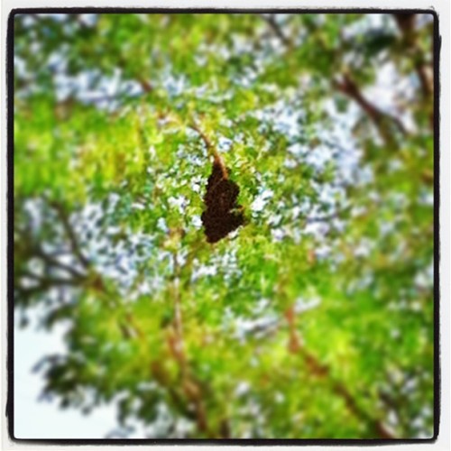 Just a giant swarm of bees in the tree at the park during softball practice, #nbd. City was called r