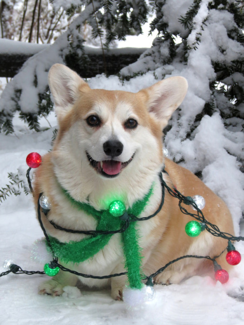 scampthecorgi:Decking the halls and trimming the corgi!