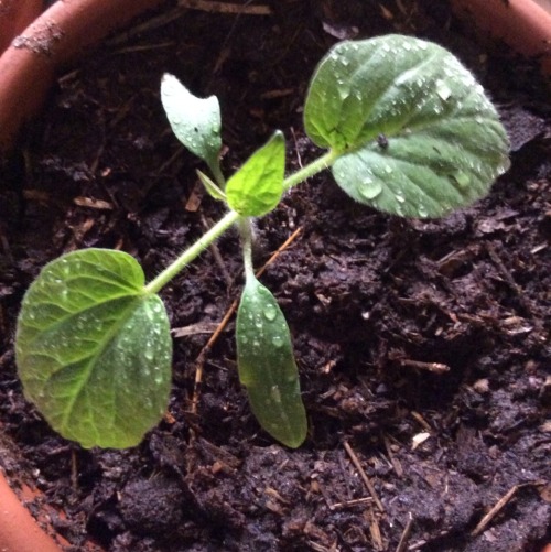 roritx: Potting up some of the Brandywine seedlings