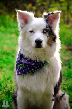 handsomedogs:  Kai, blue merle Aussie.