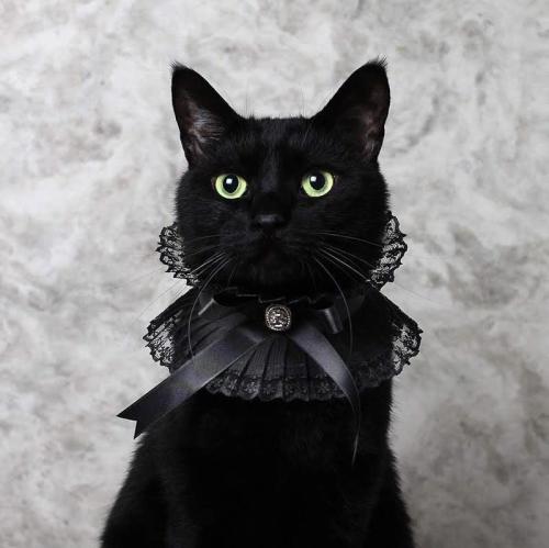 witchesversuspatriarchy:When it’s time for family photos and you want your familiar to dress up a little