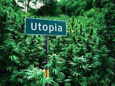 hashcompany:  If you're a MARIJUANA lover, follow me