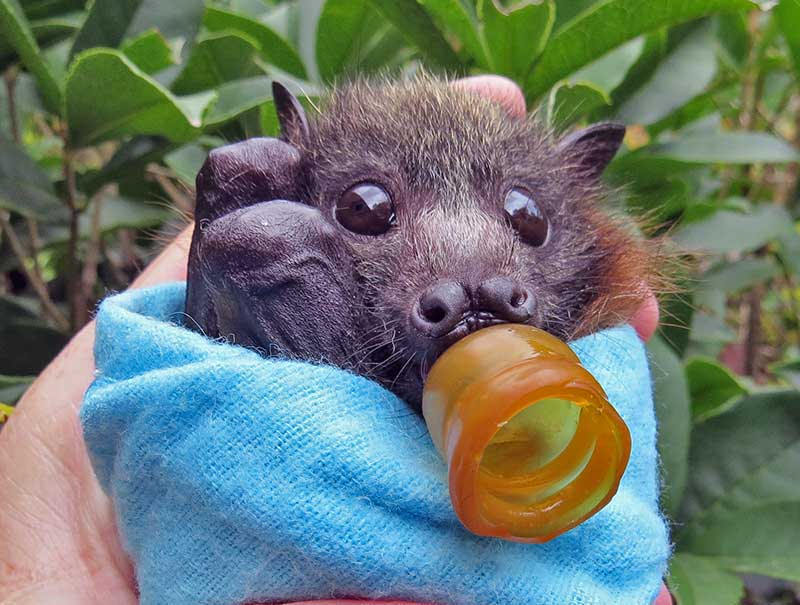 batsjustbats:  little baby 
