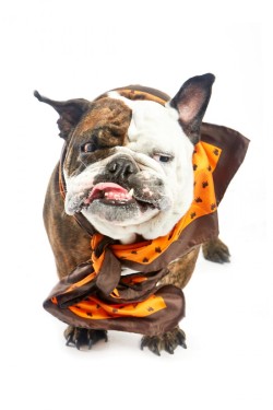 bows-n-ties:  Bulldog Patterned Silk Scarf 