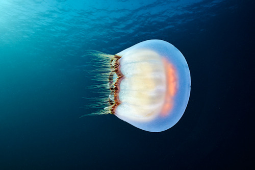 nevver:  Jellyfish, Alexander Semenov 