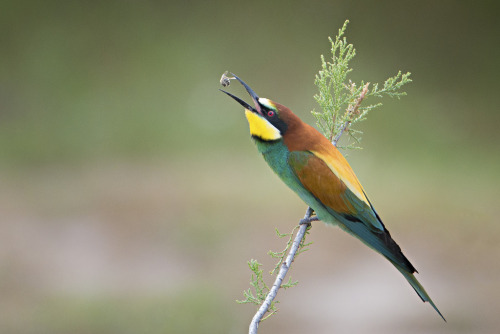 European Bee-eater (Merops apiaster) &gt;&gt;by Iris Waanders