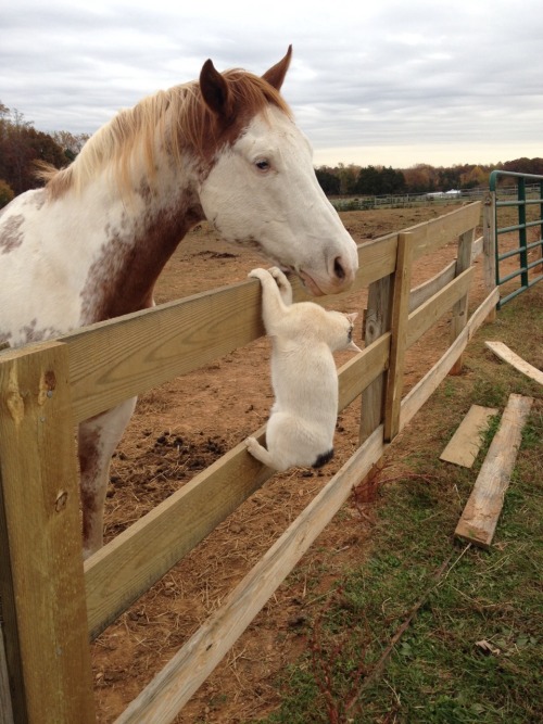 amnos-for-dream:  So one of our barn cats LOVES visiting with the horses. 