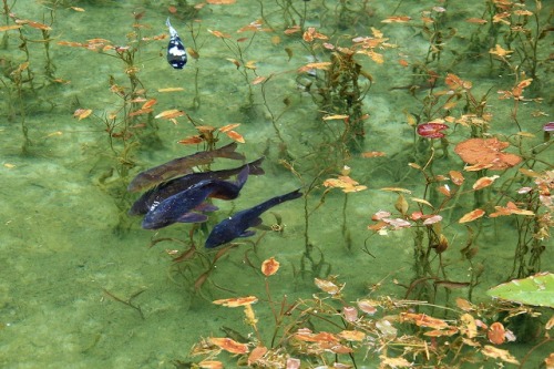 redlipstickresurrected:Yuunasara aka Sarayuna (Japanese, Japan) - 名もなき池 (Nameless Pond) aka Monet’s 