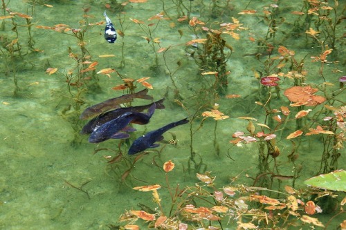 Yuunasara aka Sarayuna (Japanese, Japan) - 名もなき池 (Nameless Pond) aka Monet’s Pond located in Itadori