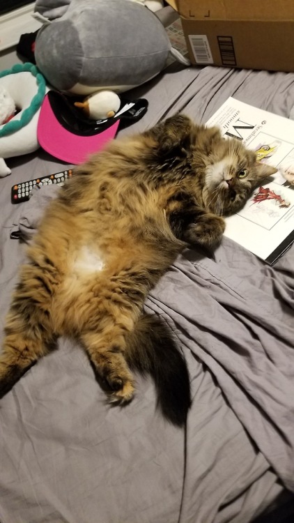 This is Zandy. I think she is at least part maine coon and she likes to be stretched out to show off