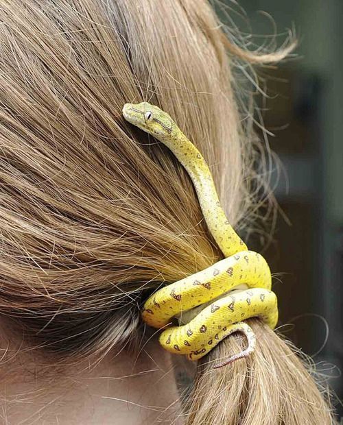 william-snekspeare:lamignonette:A baby green tree python made its way into Dr Anne Fawcett’s hair an