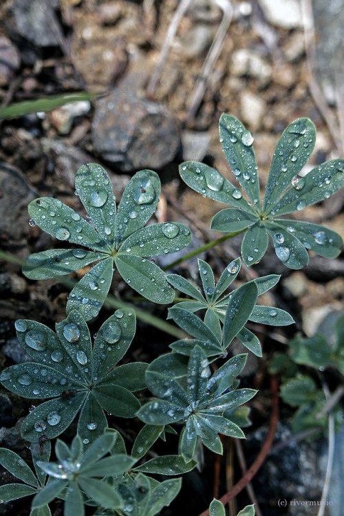 Star Catchers: Lupine leaves after the rainriverwindphotography, July 2018