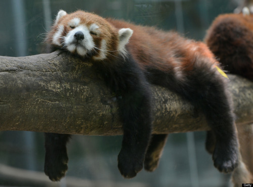 FUCK YEAH, RED PANDAS!