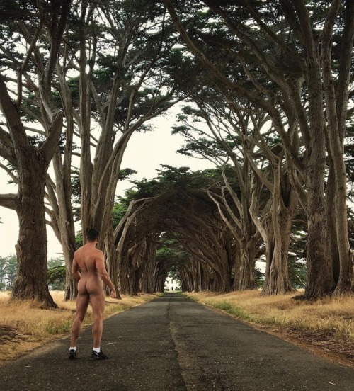 luz-natural:That cypress tree tunnel@thaddesign