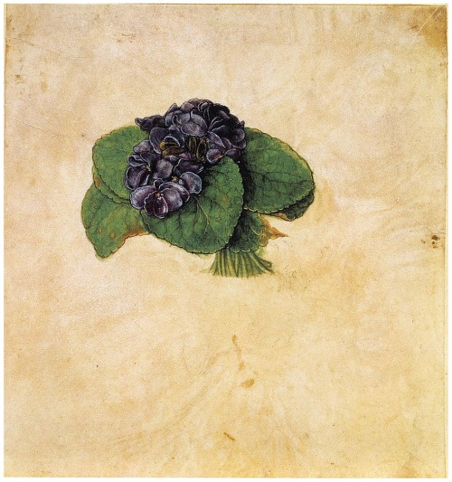 da-da-sk:Albrecht Durer Bouquet of violets 1500. 