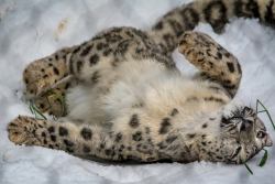 sdzoo: No one knows for sure, but it’s estimated that there are 4,000-6,500 snow leopards, or “ghost cats,” in their native range. Learn more about these elusive cats.  Photos by Peter Csanadi  Snowmews ftw~ &lt;3