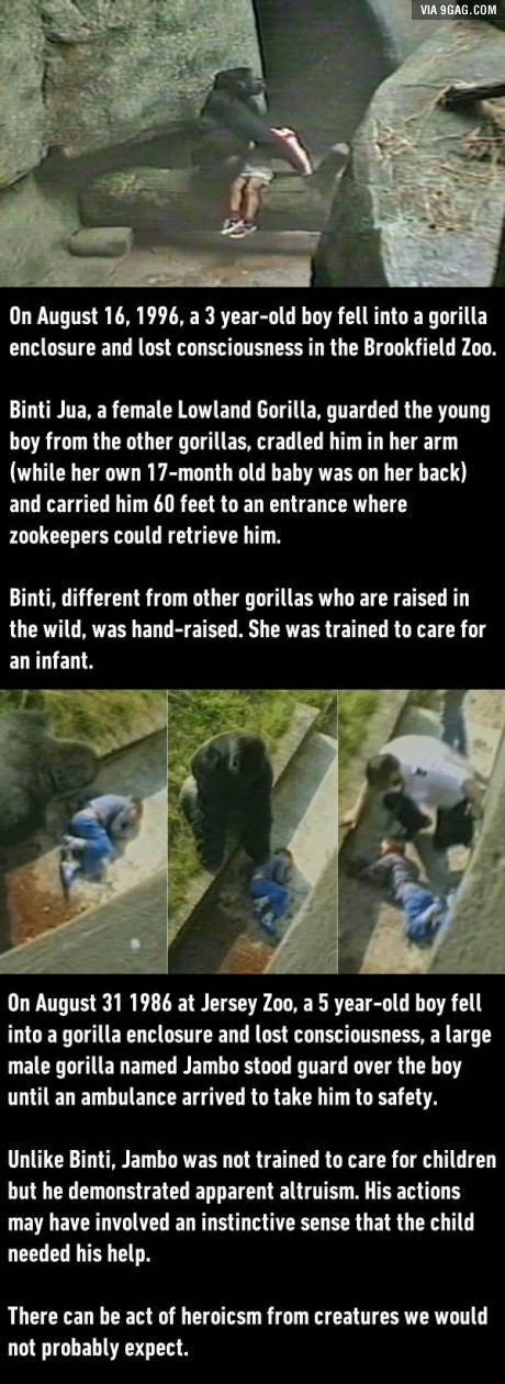 ragecomics4you:  Two stories of gorillas protecting kids who fell into gorilla enclosures