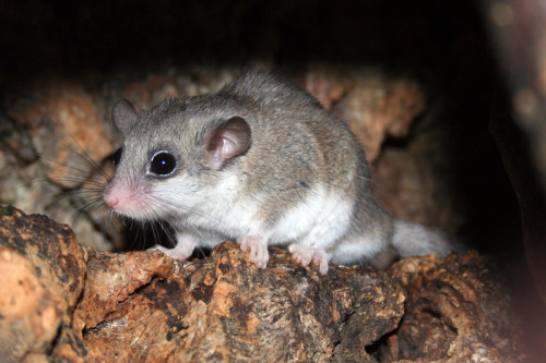  It can be a weird idea to the modern person to eat a dormouse, though in some cultures and countrie