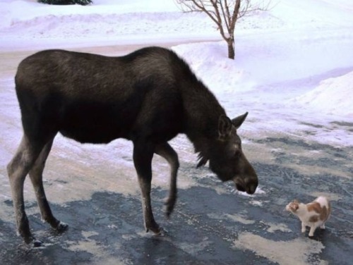 (via Reader Submitted Moose Photos- Anchorage Daily News )