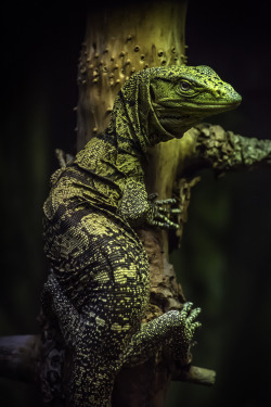 sdzoo:  Closeup trio of monitors at the San Diego Zoo. From top to bottom: gray’s monitor, emerald monitor, and blue tree monitor (photos: Peter Csanadi) 