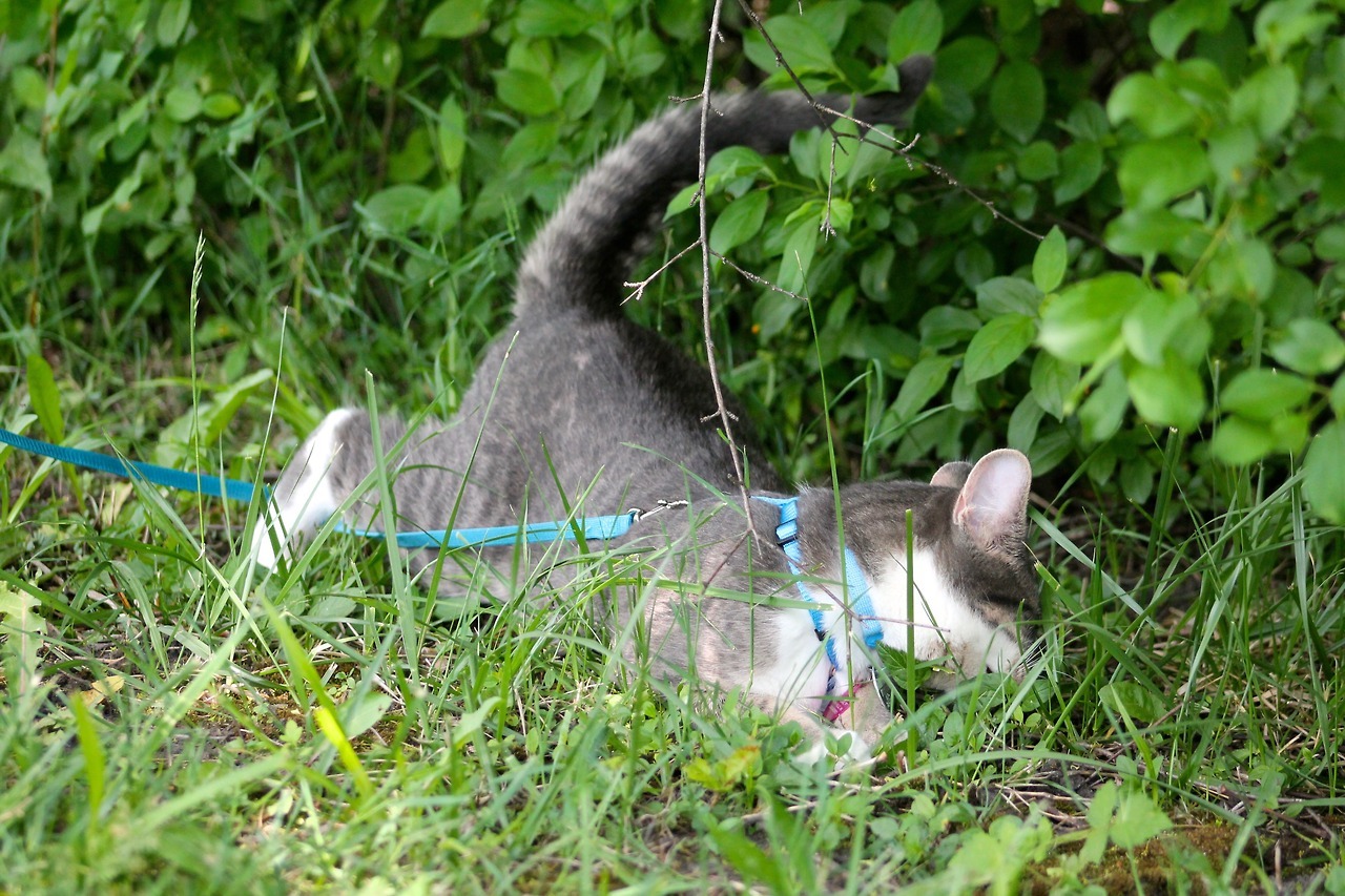 vet-and-wild:  Following my lengthy text post about why outdoor cats are bad, here’s