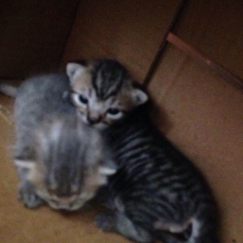 Estos 2 Bebs Tienen Poco Ms De 15 Das Se Encuentran Con La Gata Pero Desde Ahora Le Buscamos Hogares