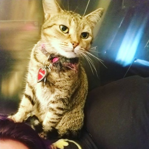 My little blind baby, she&rsquo;s a perfect kitty though