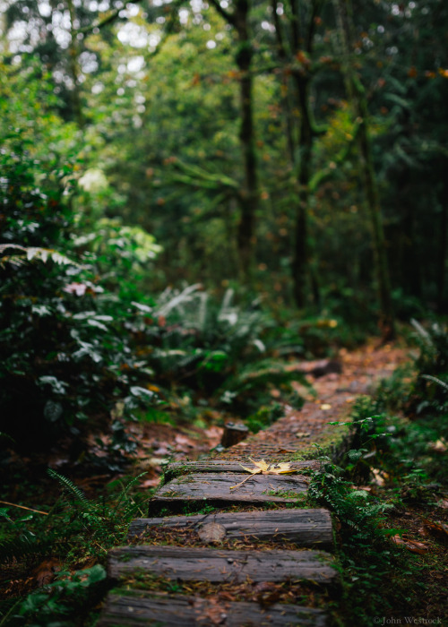 itakephotosofallthethings:  Autumn Walker Issaquah, WA More photos by John Westrock on Flickr. 
