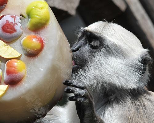 Check out our gallery of how zoo animals beat the summer heat.