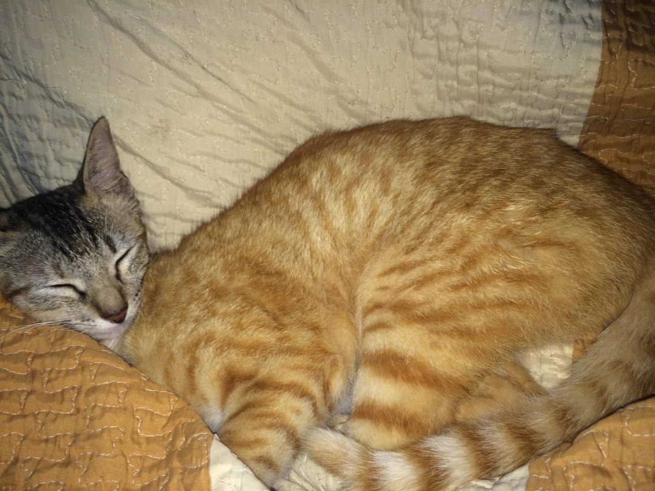 awwww-cute:  Waking up and seeing this made me panic for a second (Source: http://ift.tt/1U2uKw7)