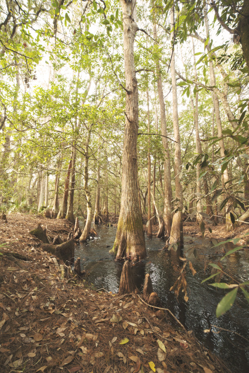 I absolutely adore Florida and it’s beautiful landscapes.