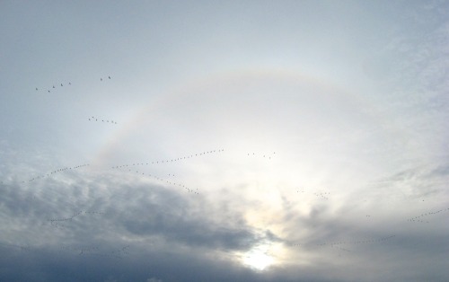 Yes, I actually saw this sun halo with snow geese flying through it this morning when I was out for 