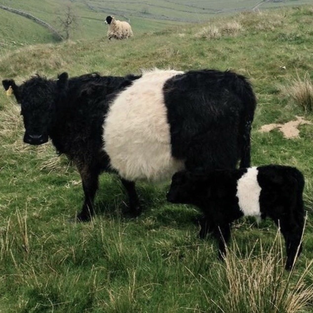nepptune: cow appreciation post 🐮💗🐄