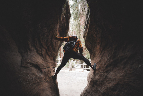 pkatkins: Sequoia National Park / February 2018