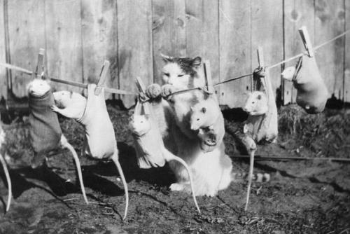 weirdvintage:A cat hangs a row of tame rats in socks on the line to dry, 1933 (via)
