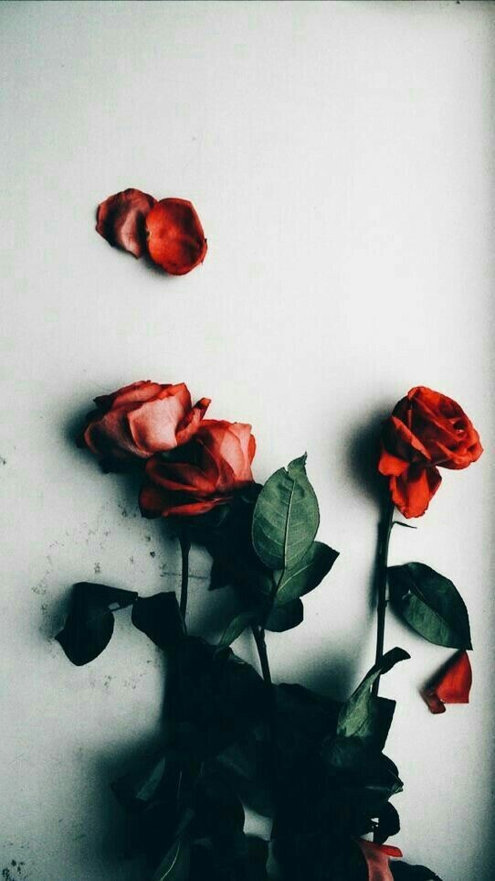 ورد احمر Explore Tumblr Posts And Blogs Tumgir