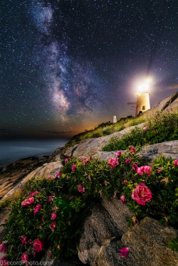 drxgonfly: The Roses of Pemaquid Point (by