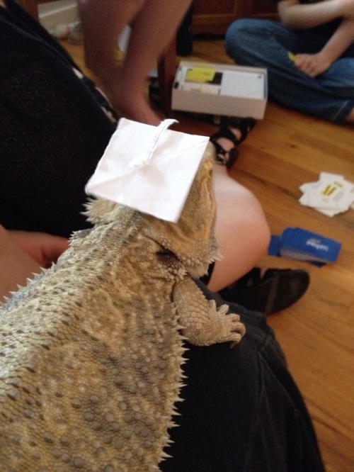 Megan’s bearded dragon, Clemen, at Emily’s graduation party!