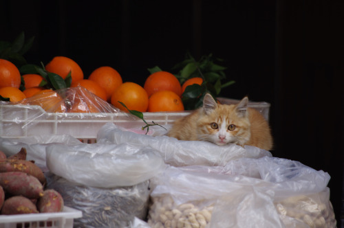 Market Cat - Foshan, Guangdong, China  (by 喵喵星)