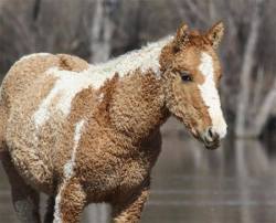 sixpenceee:  A curly-haired horse.