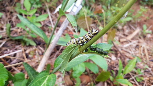 Late May, 2018 - Future Monarch Butterfly on the AsclepiasThere were a few of these, and they were c