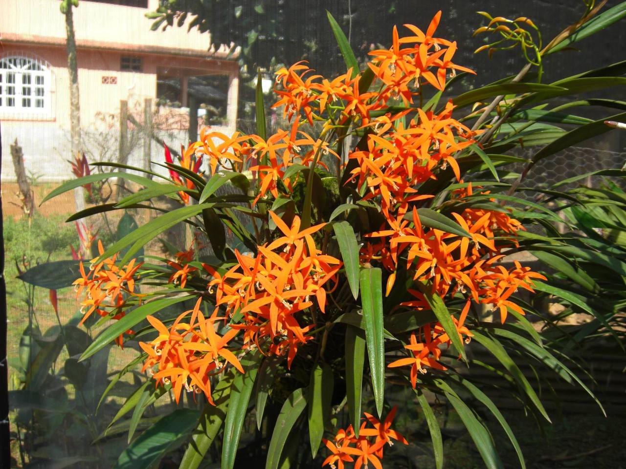 Cattleya harpophylla (syn. Laelia harpophylla).
Orchidaceae: Laeliinae.
By Sergio Miertschink.