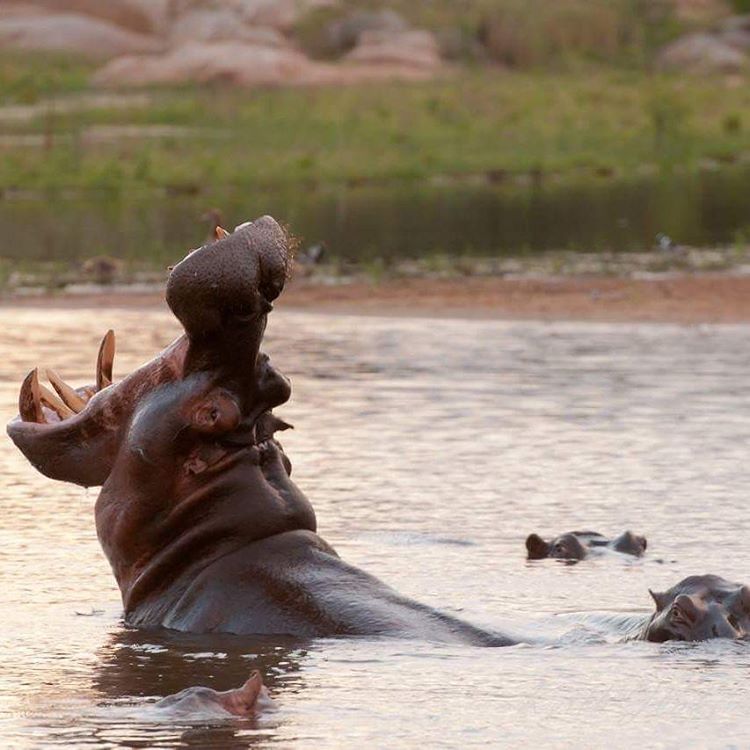 Inyati causeway #hippo #inyatisafari #safari #Africa #sabisands #hippopotamus