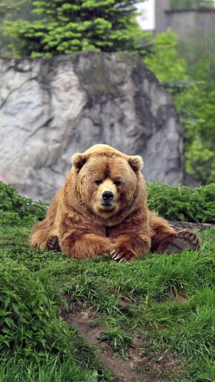 shirokkuma: cuteness–overload:  I want to hug him but I know I shouldn’t Source: bit.ly/2xBeY