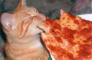 Cats Love Pizza